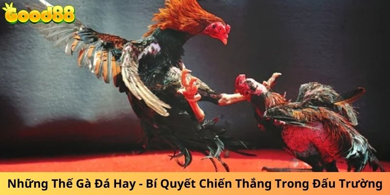 Những Thế Gà Đá Hay - Bí Quyết Chơi là Thắng 